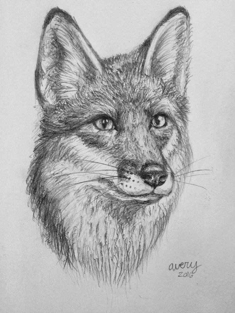 774x1032 Fox Drawing - Fox Drawing Images
