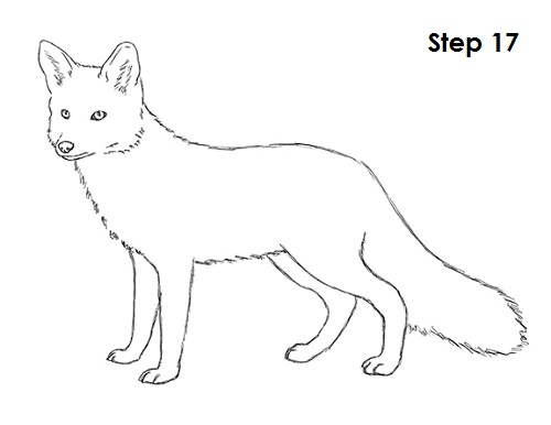 500x386 How To Draw A Fox - Fox Drawing Images