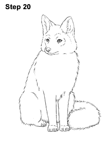 386x500 How To Draw A Fox - Fox Drawing Images