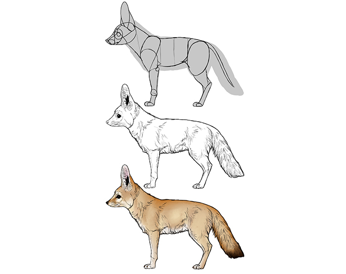 700x554 How To Draw A Fox Step - Fox Drawing Images