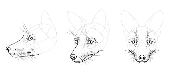 Realistic Fox Face Drawing