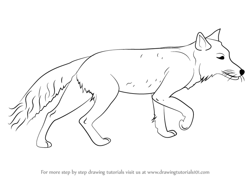 800x566 Learn How To Draw A Tibetan Fox - Fox Drawing Images
