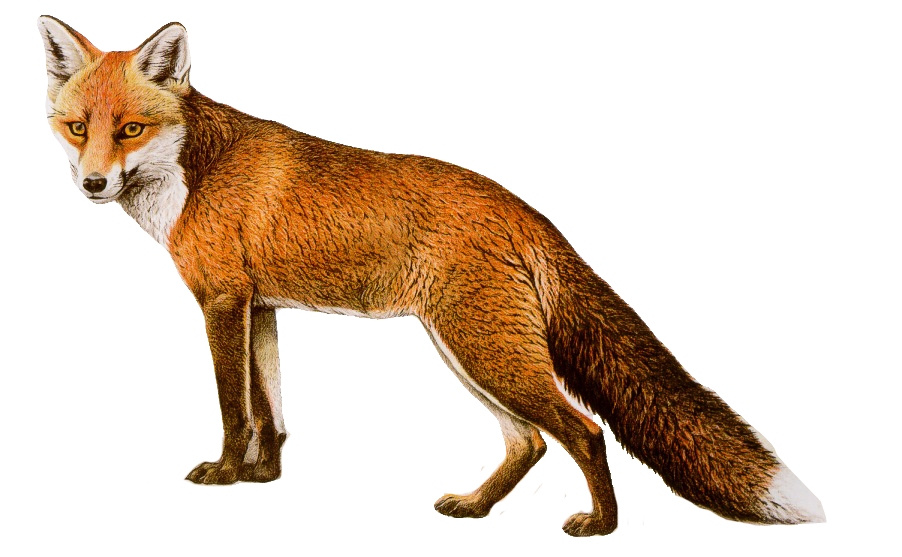 902x557 Fox Drawing Png Image - Fox Drawing Images