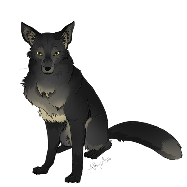 600x600 Urban Fox Drawing - Fox Drawing Images