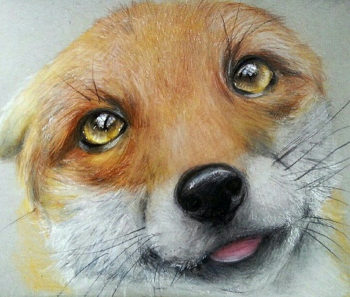 500x425 Adorable Fox Drawing Shared - Fox Drawing Images