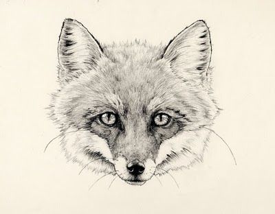 400x312 Fox Face Drawing Drawing Skill - Fox Face Drawing
