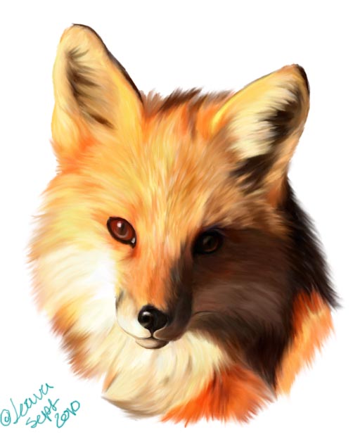 512x624 Fox Face Drawing Pic Drawing Skill - Fox Face Drawing