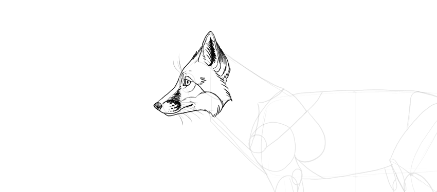 850x374 How To Draw A Fox Step - Fox Face Drawing