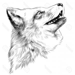 300x300 Vector Drawing For Ui Design Ccb Sohadacouri - Fox Face Drawing