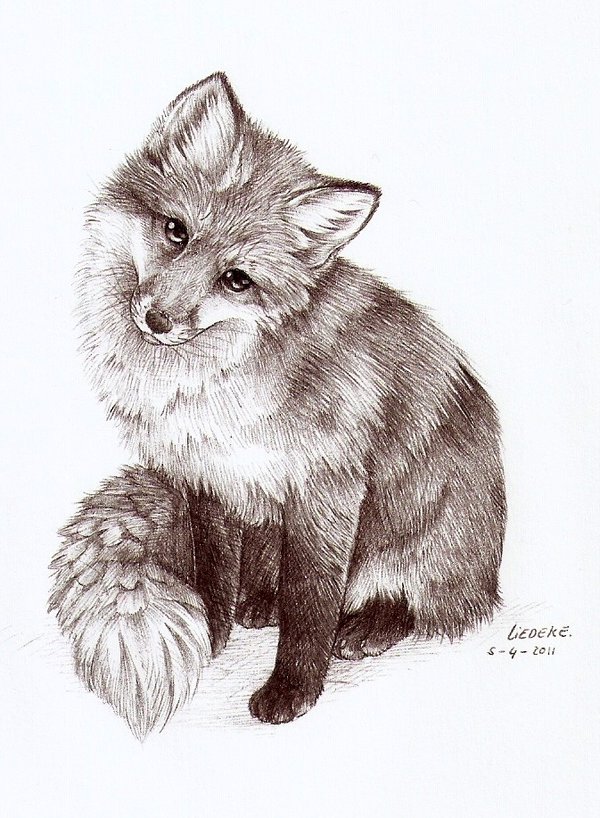 Fox Face Drawing at PaintingValley.com | Explore collection of Fox Face ...