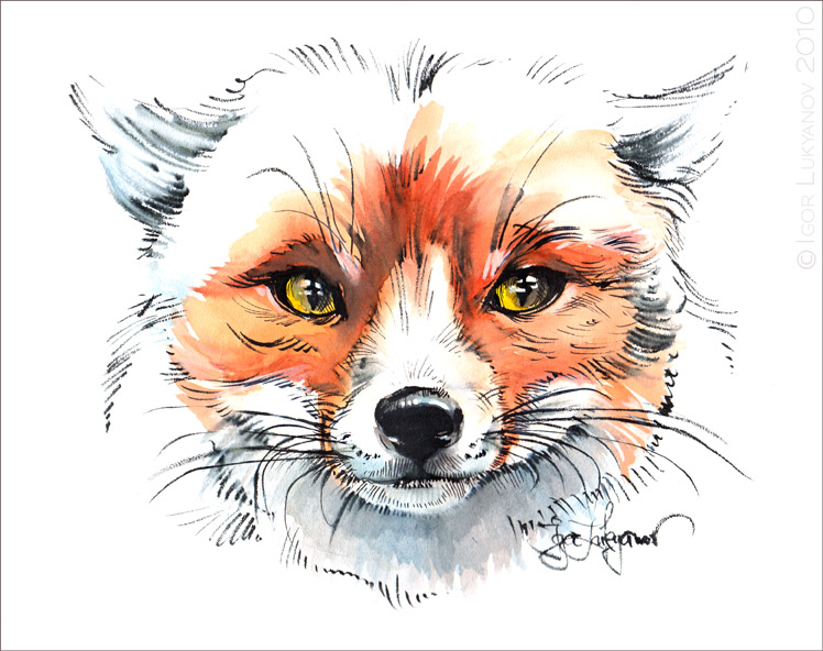 748x592 Fox Drawing - Fox Face Drawing