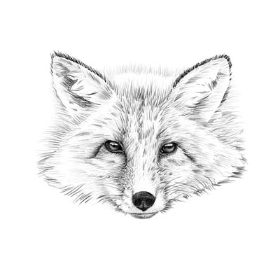 Fox Head Drawing