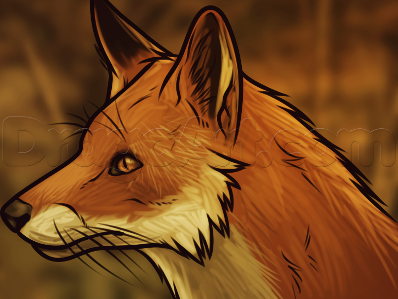 808x606 How To Draw A Fox Head, Step - Fox Head Drawing