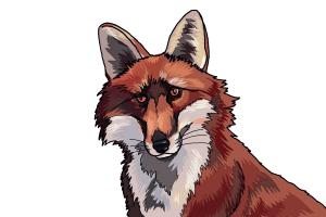 300x200 How To Draw A Fox Head - Fox Head Drawing