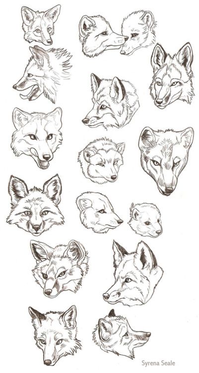 401x750 Red Fox Or Wolf Anatomy Guide - Fox Head Drawing