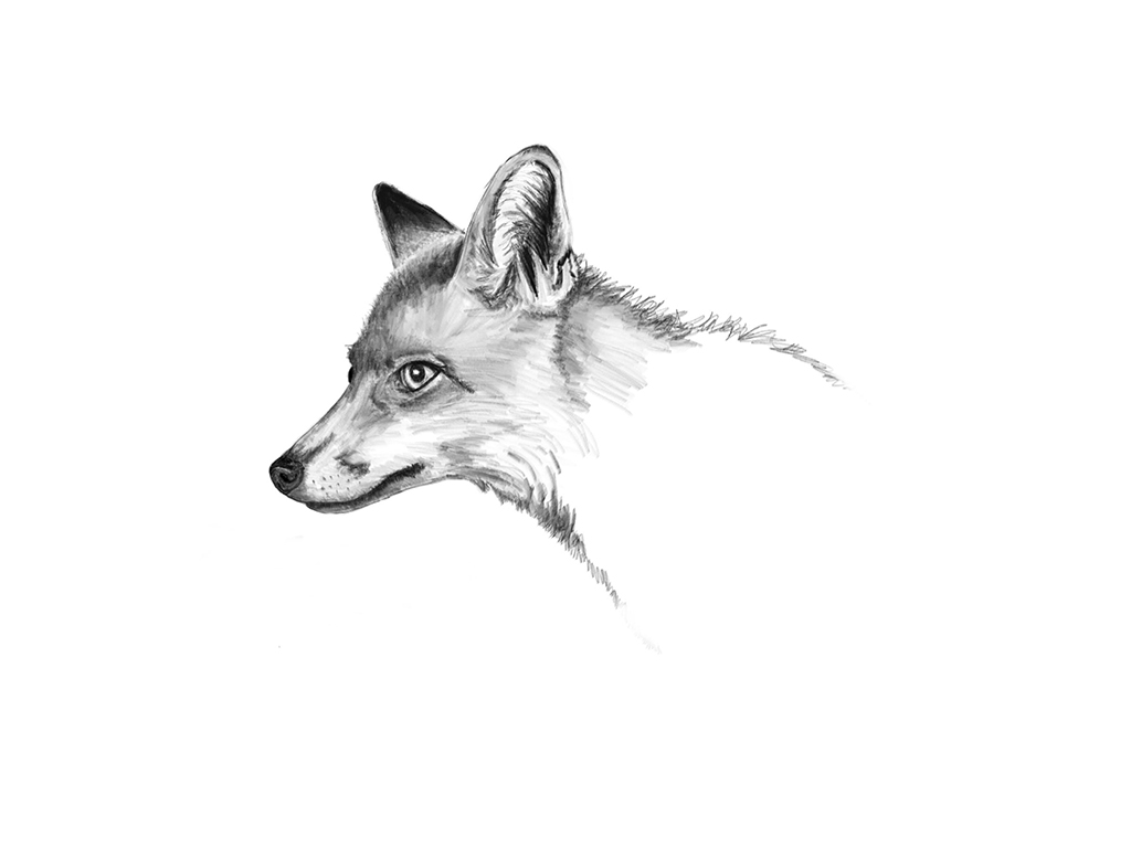 1024x768 sneak peek - Fox Head Drawing