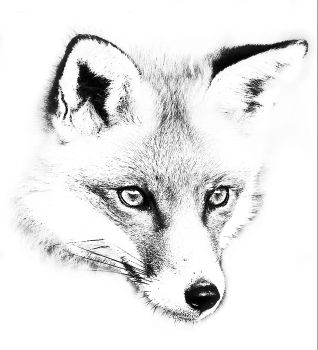 318x350 Fox Head Drawing - Fox Head Drawing