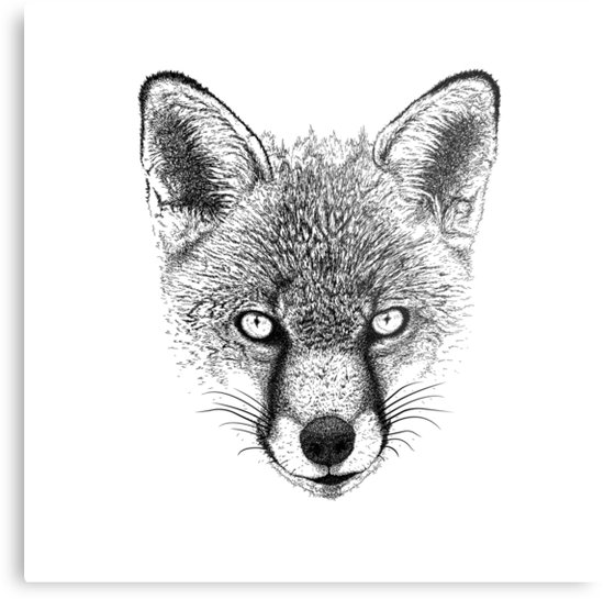 550x545 Fox Head Ink Drawing Metal Print - Fox Head Drawing