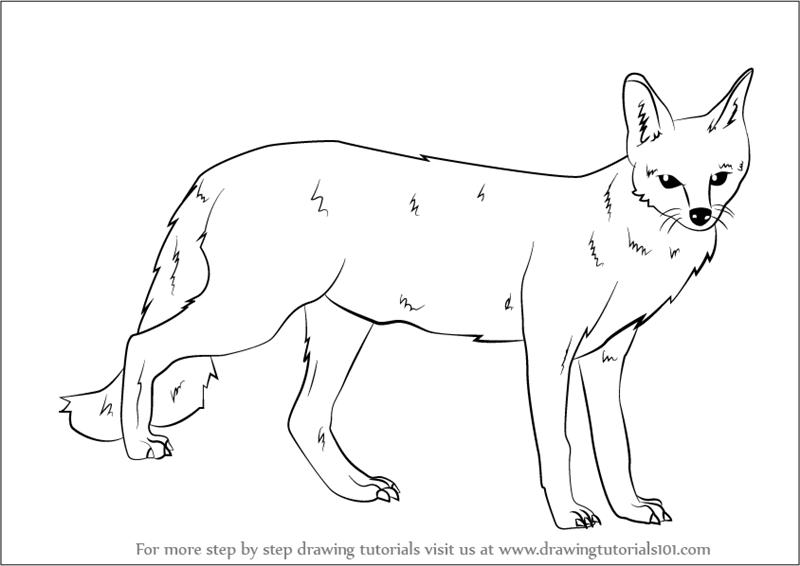 800x566 Learn How To Draw A Gray Fox - Fox Images Drawing