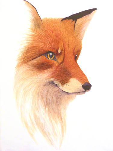 375x500 Red Fox Drawing - Fox Images Drawing