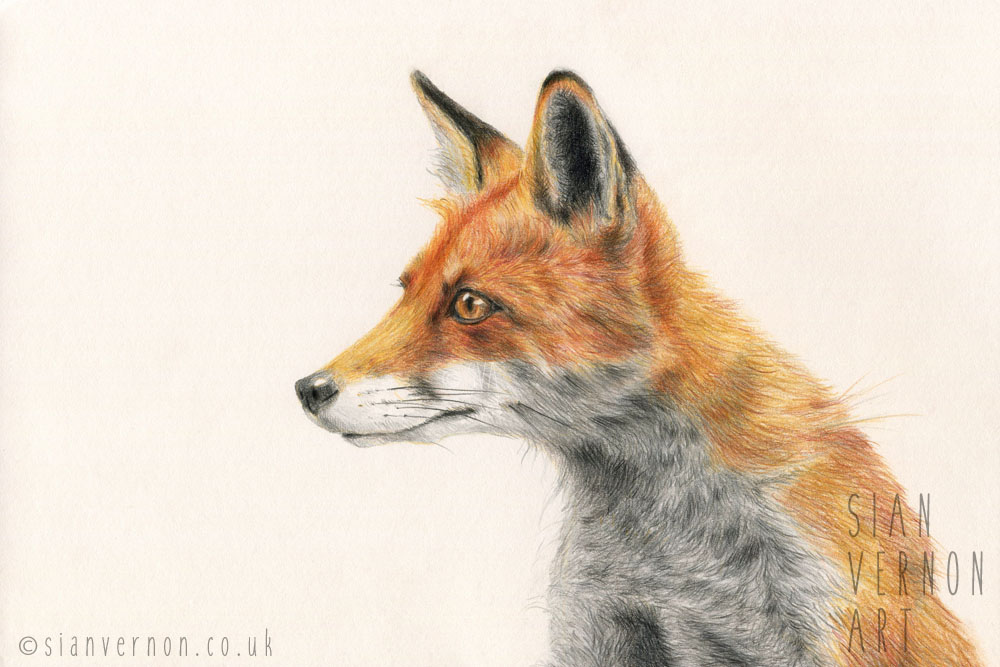 1000x667 Red Fox Drawing Sian Vernon Art - Fox Images Drawing