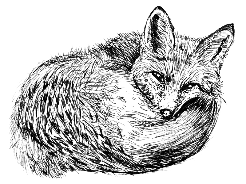 800x600 sleepy fox - Fox Line Drawing