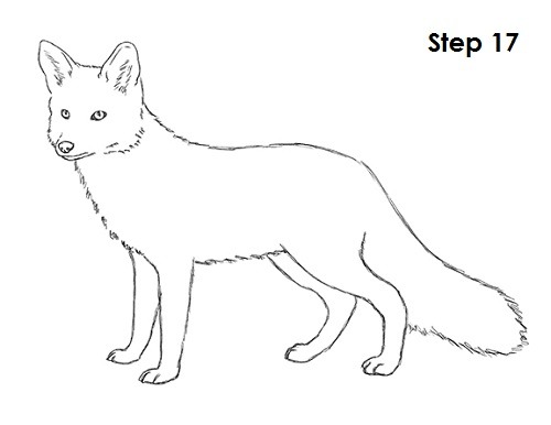 Fox Line Drawing at PaintingValley.com | Explore collection of Fox Line ...