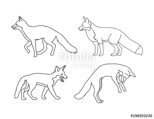 Fox Outline Stock Image And Royalty Free Vector On Fotolia - Fox Outline Dr...