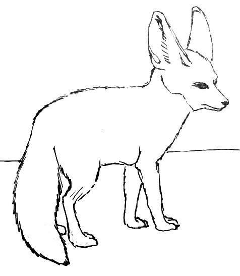 476x547 How To Draw A Fennec Fox - Fox Outline Drawing