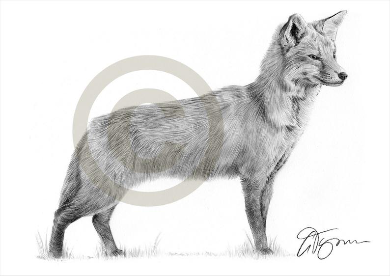 794x562 Fox Pencil Drawing Print Wildlife Artwork Signed - Fox Pencil Drawing