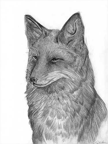 Fox Pencil Drawing at PaintingValley.com | Explore collection of Fox ...