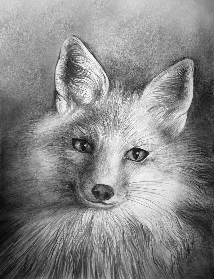 690x900 Fox Pencil Drawing Drawing - Fox Pencil Drawing