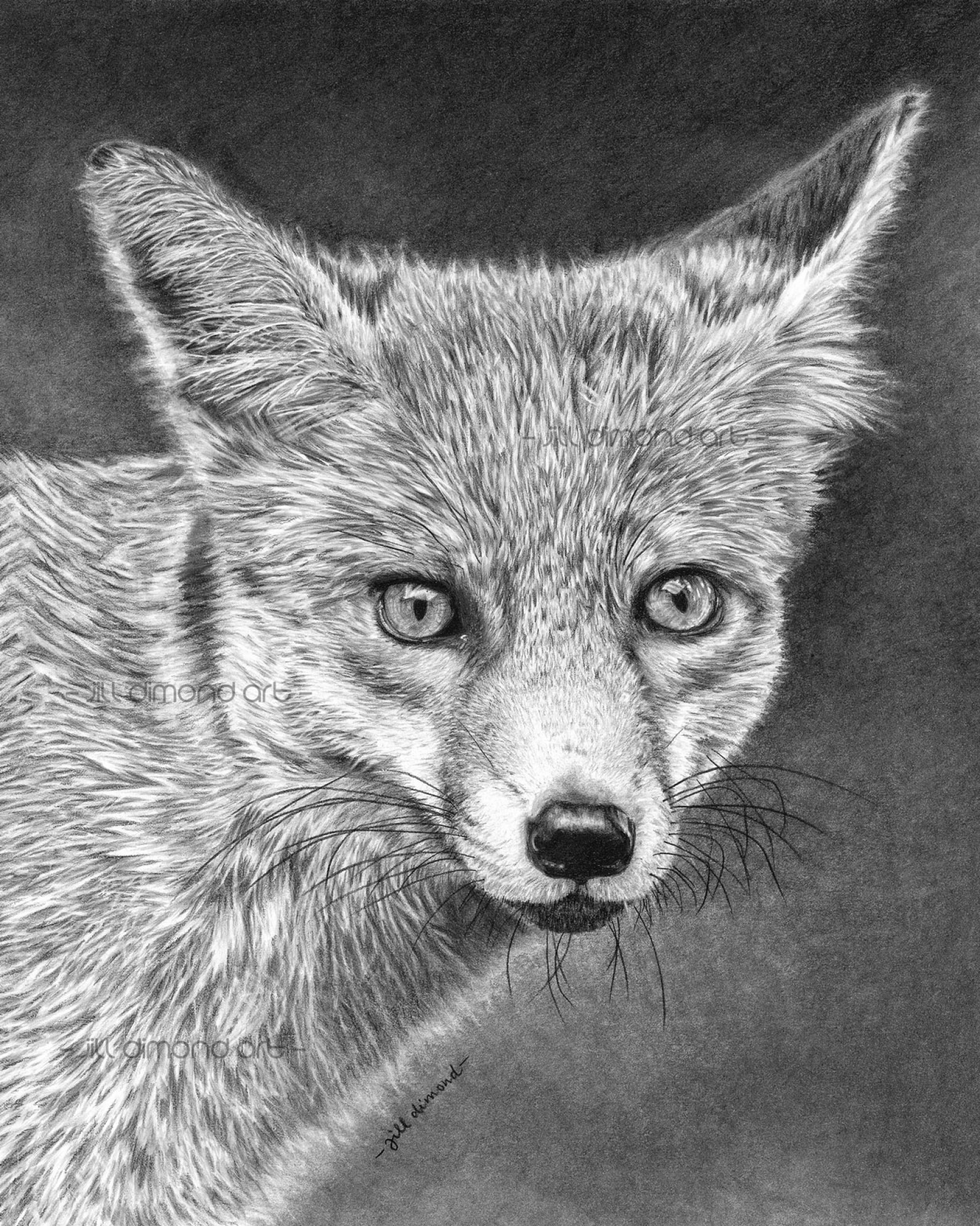 Портрет лисы карандашом