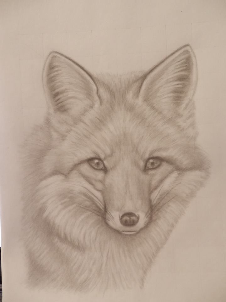 720x960 Graphite Pencil Drawings Of Fox Color - Fox Pencil Drawing