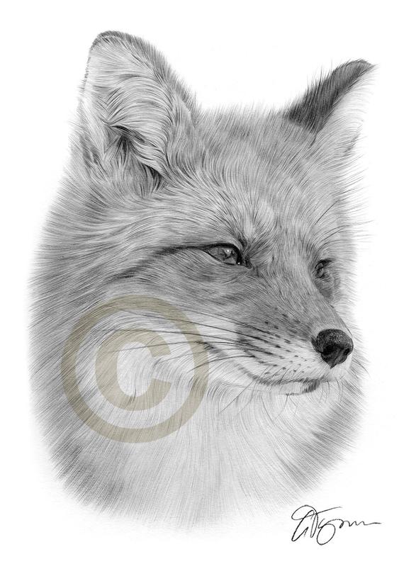 570x806 Portrait Of A Red Fox Pencil Drawing Print Wildlife Art Etsy - Fox Pencil Drawing