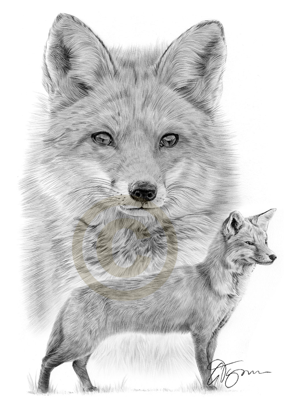 1000x1414 Red Fox Pencil Drawing Artwork Print Size - Fox Pencil Drawing