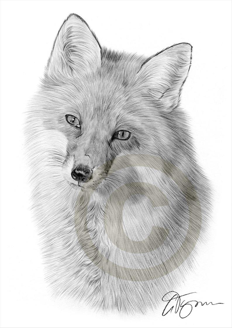 794x1123 Red Fox Pencil Drawing Print Wildlife Art Artwork Signed Etsy - Fox Pencil Drawing