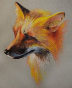 248x300 sonja oldenburg original fox colored pencil drawing fox forest - Fox Pencil Drawing