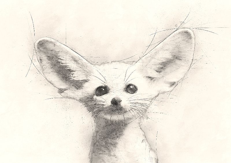 800x565 fennec fox pencil drawing gifts cudgeart zippi - Fox Pencil Drawing