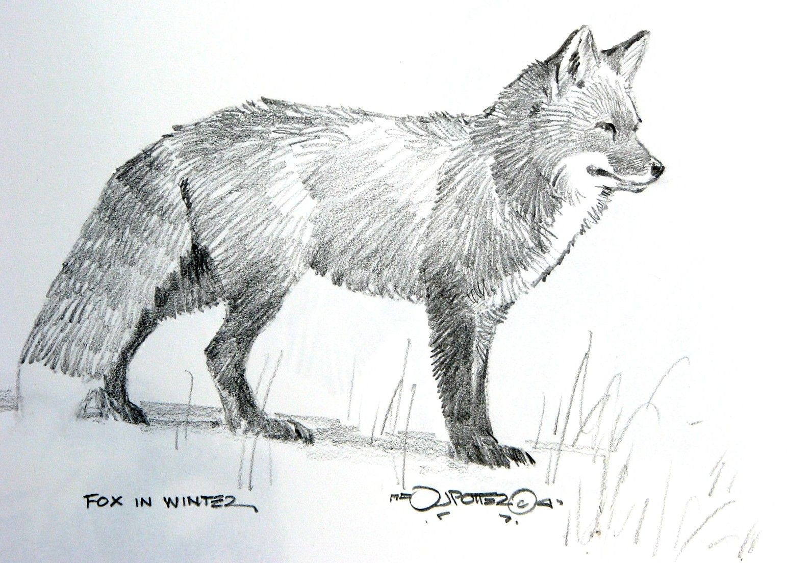1543x1104 Fox Pattern Whittling Fox Drawing, Drawings, Art - Fox Pencil Drawing
