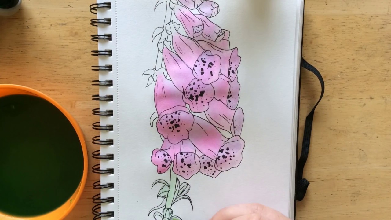 1280x720 drawing foxgloves - Foxglove Drawing