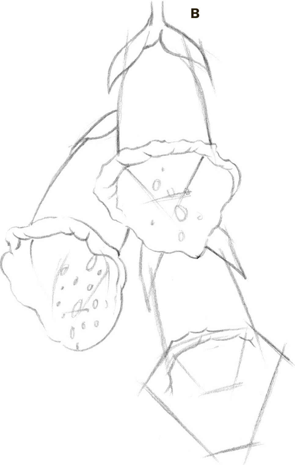 966x1522 foxglove - Foxglove Drawing