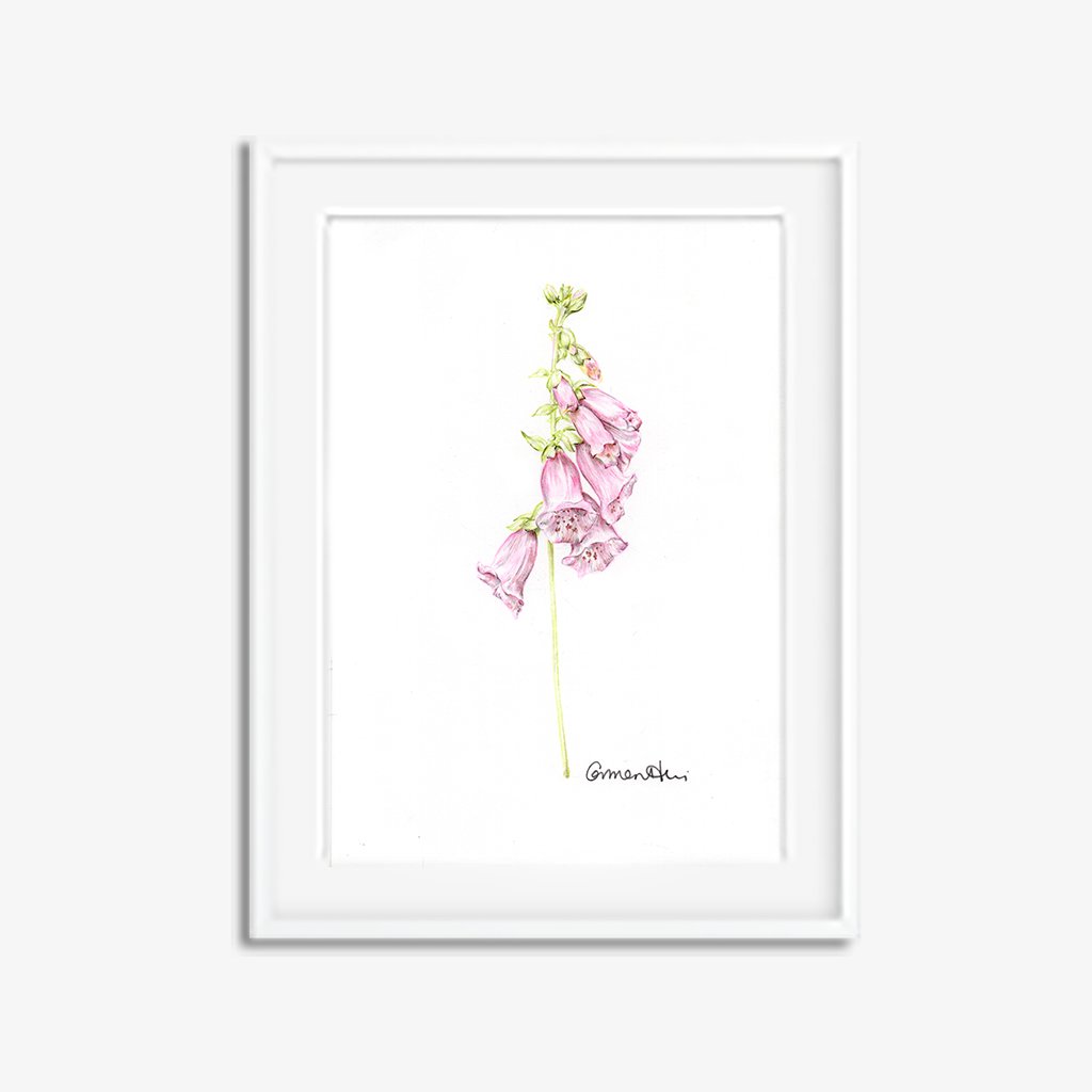 1024x1024 foxglove original botanical drawing carmen hui art illustration - Foxglove Drawing