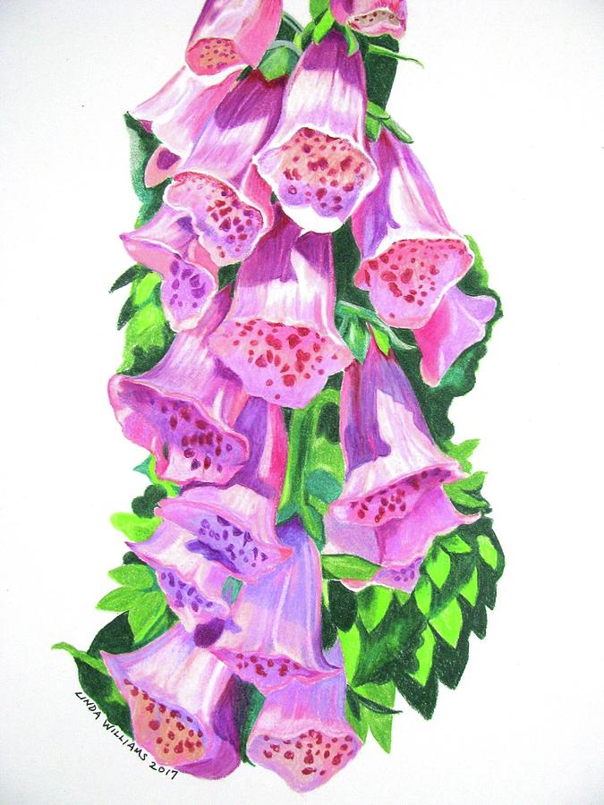 Foxglove Drawing at Explore collection of Foxglove