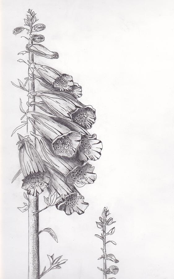 562x900 foxglove painting - Foxglove Drawing
