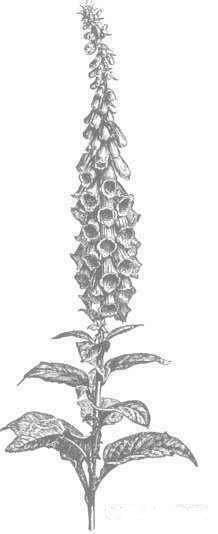 218x534 foxglove medicinal properties - Foxglove Drawing