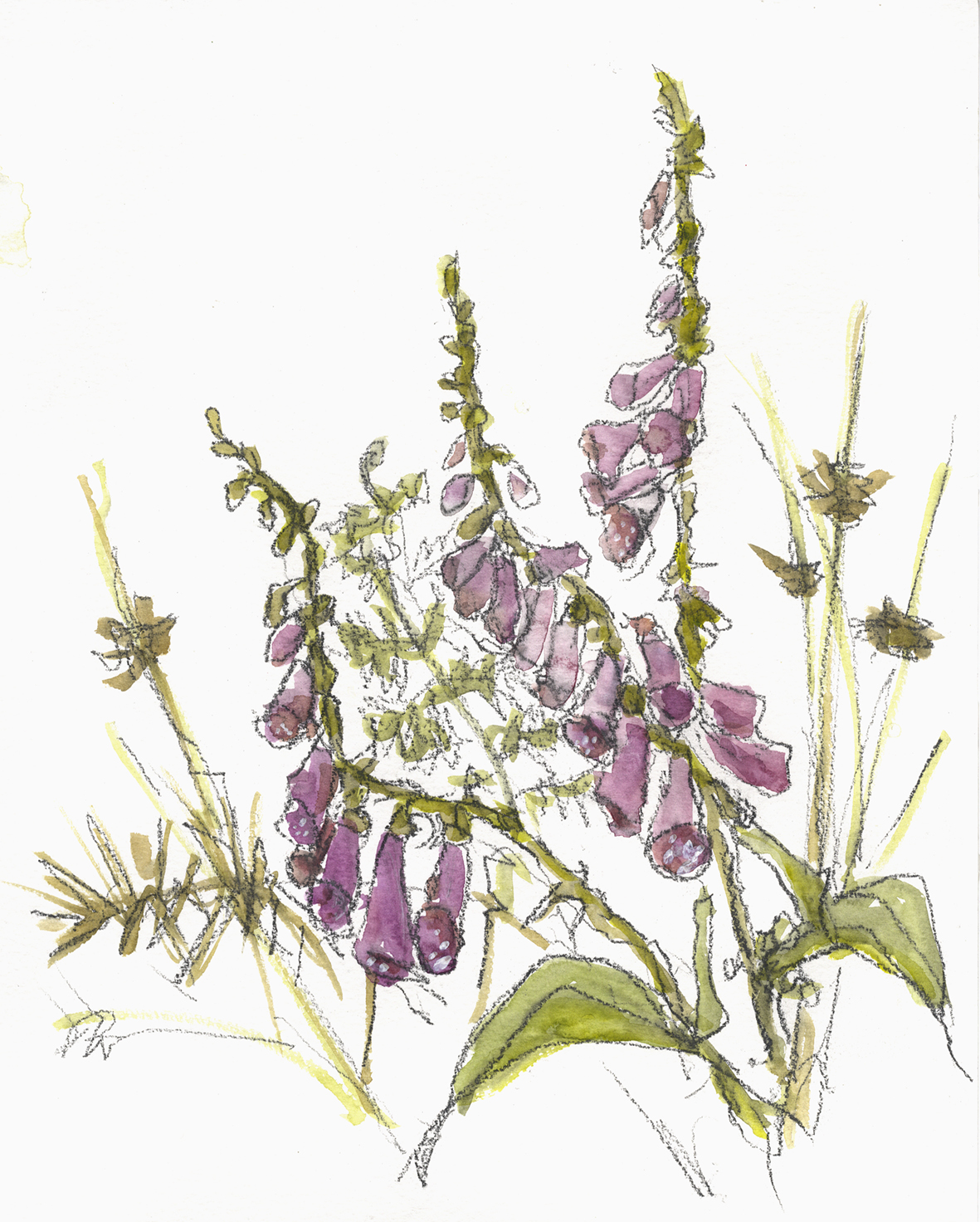 Foxglove Drawing at Explore collection of Foxglove