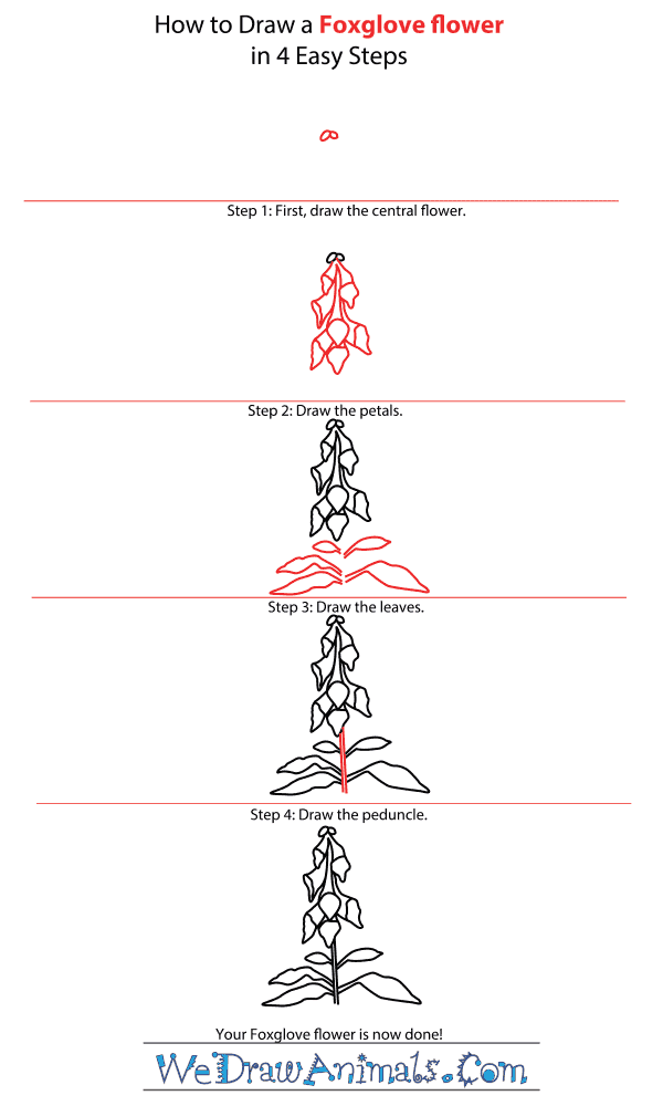 600x1000 how to draw a foxglove flower - Foxglove Drawing