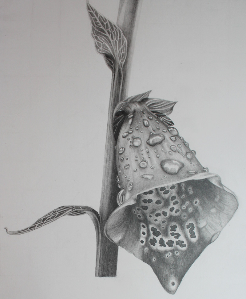 800x975 dan smith and other portraits young drawing - Foxglove Drawing