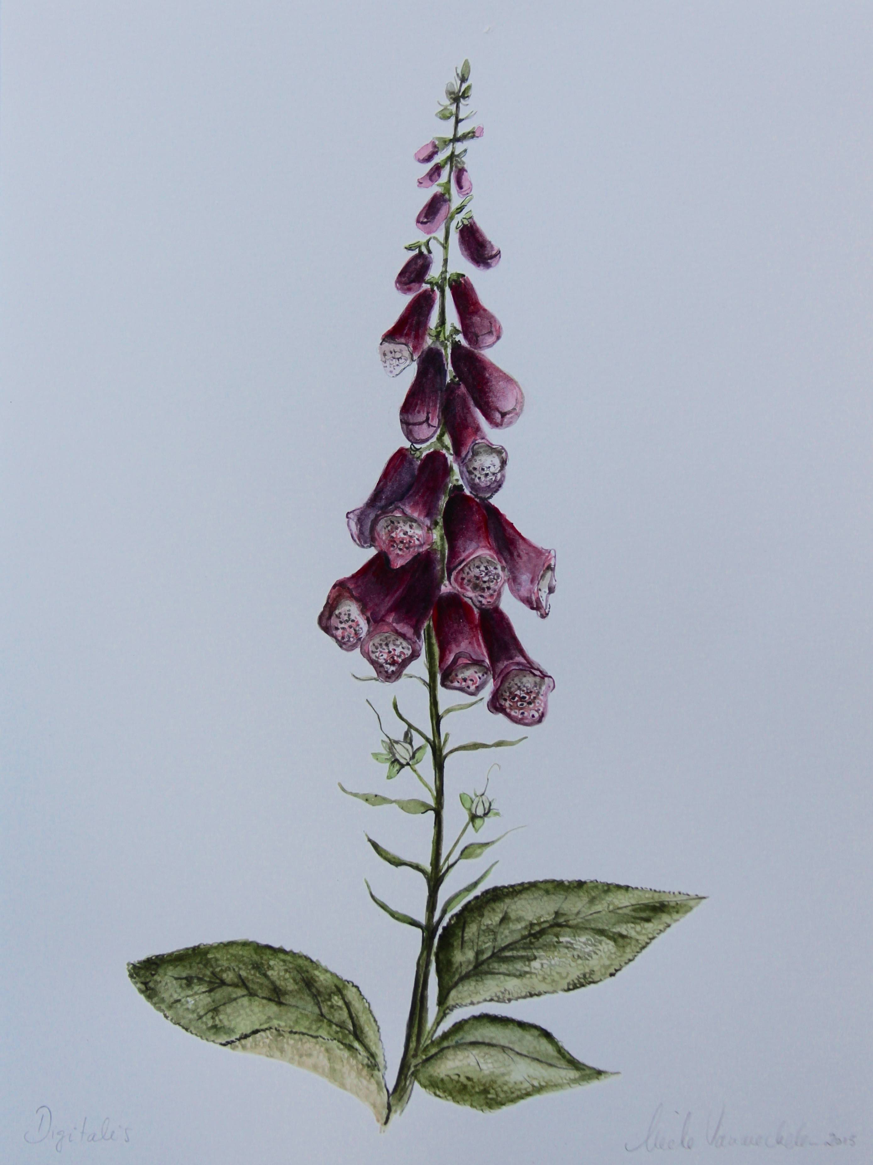 Foxglove Drawing at Explore collection of Foxglove